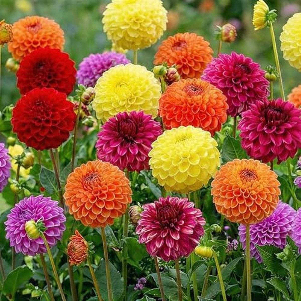 SnelShoppen - Bal Kogel Dahlia bollen collectie, 5 PomPon bloembollen mix, grote winterharde Dahlia's voor tuin en potten, Nederlandse kwaliteit