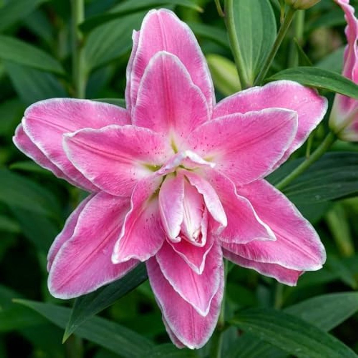 SnelShoppen - Roze Dubbele Lotuslelies Bollen (10 Stuks) - Meerjarige en Winterharde Bloembollen voor Tuin en Balkon - Grote Knollen, Geurende Bloemen
