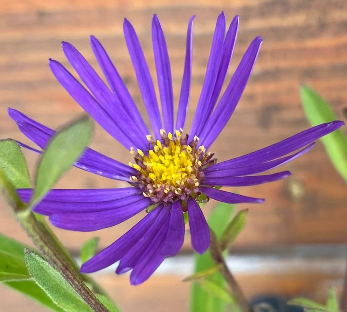 6x Aster amellus 'Veilchenkönigin' - Bergaster - P9 Pot (9 x 9cm) - Dima Vaste Planten