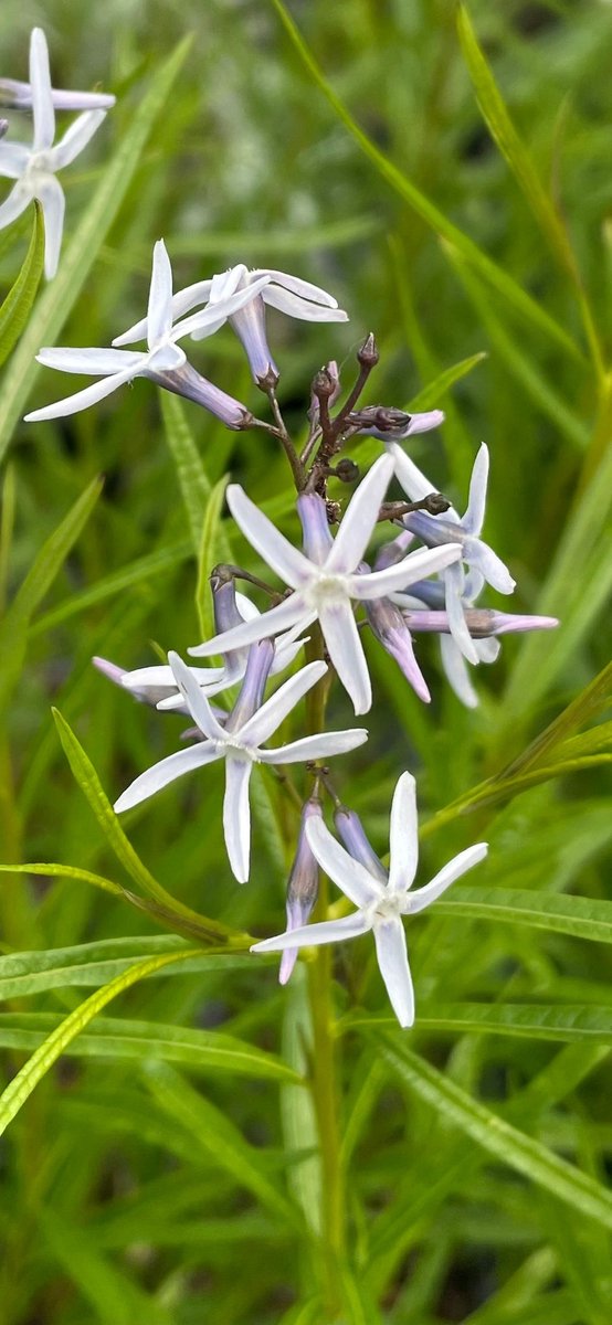 6x Amsonia 'Ernst Pagels' - Stermaagdenpalm - P9 Pot (9 x 9cm) - Dima Vaste Planten