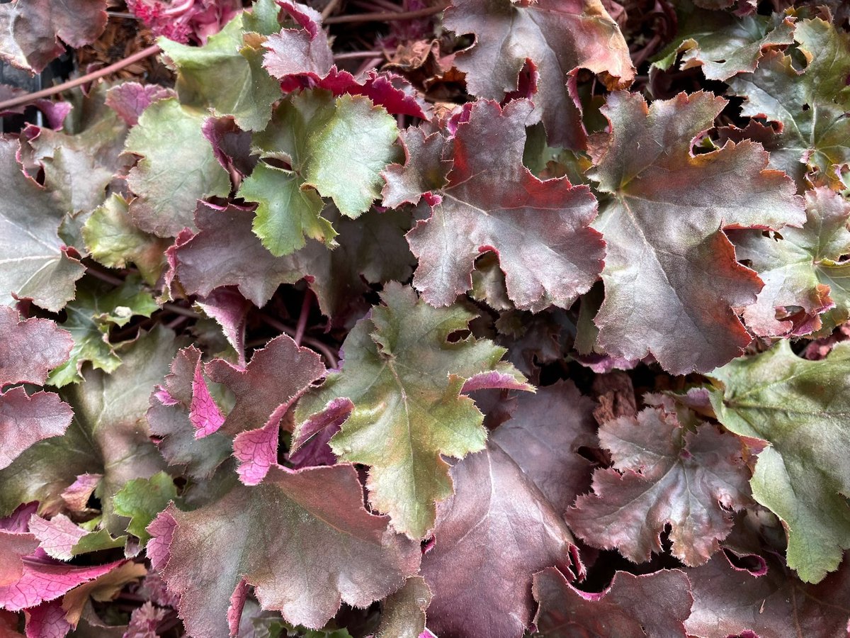 6x Heuchera 'Plum Pudding' - Purperklokje - P9 Pot (9 x 9cm) - Dima Vaste Planten