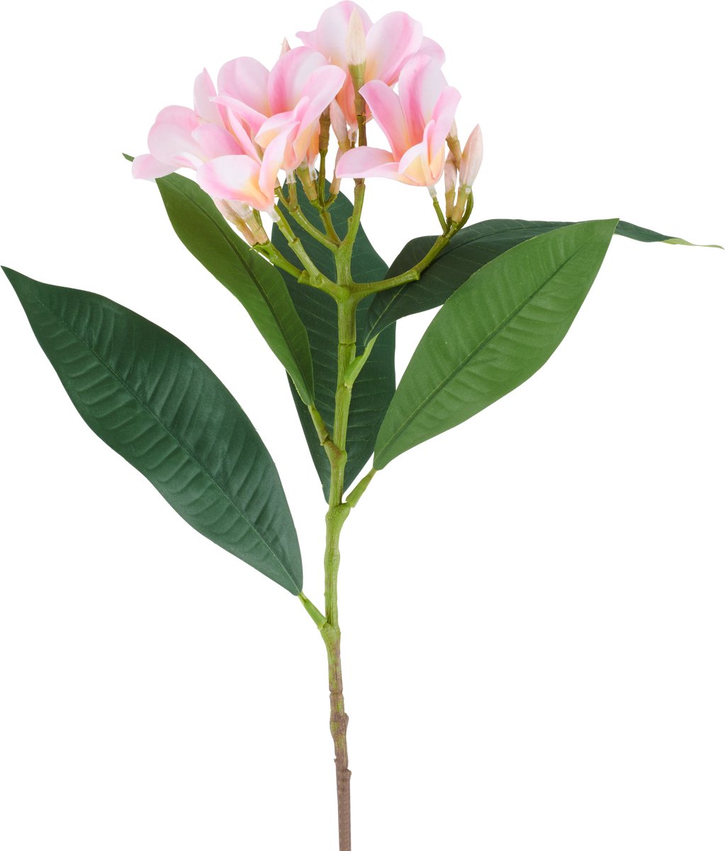 Easyplants | Kunstbloem Plumeria 75 cm roze/creme | Zijde | Nepbloemen | creme | Onderhoudsvrij | Kant-en-klaar