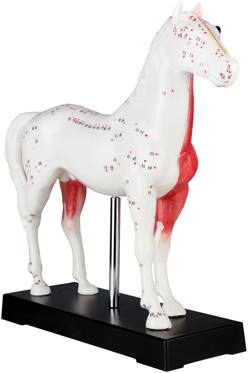 Acupunctuur Anatomie TCM Paard Lichaamsmodel Figuur Acupunctuurmodel Lesmateriaal Paard Dier Spieren Model Naturopathie 114 Acupunctuurpunten Lesmodel MedMod