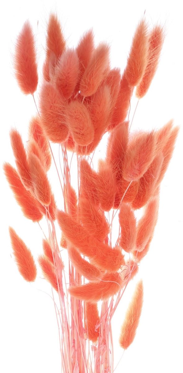 Solidchoice - Natuurlijke Drogen Konijnenstaarten voor Bloemdecoratie, 60 Stuks