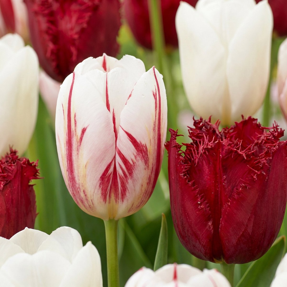 Green boutiQ - 60x Tulipa Dutch Design - Tulp Dutch Design - Roze en Wit - Voorjaarsbloeier - Bolmaat 11/12