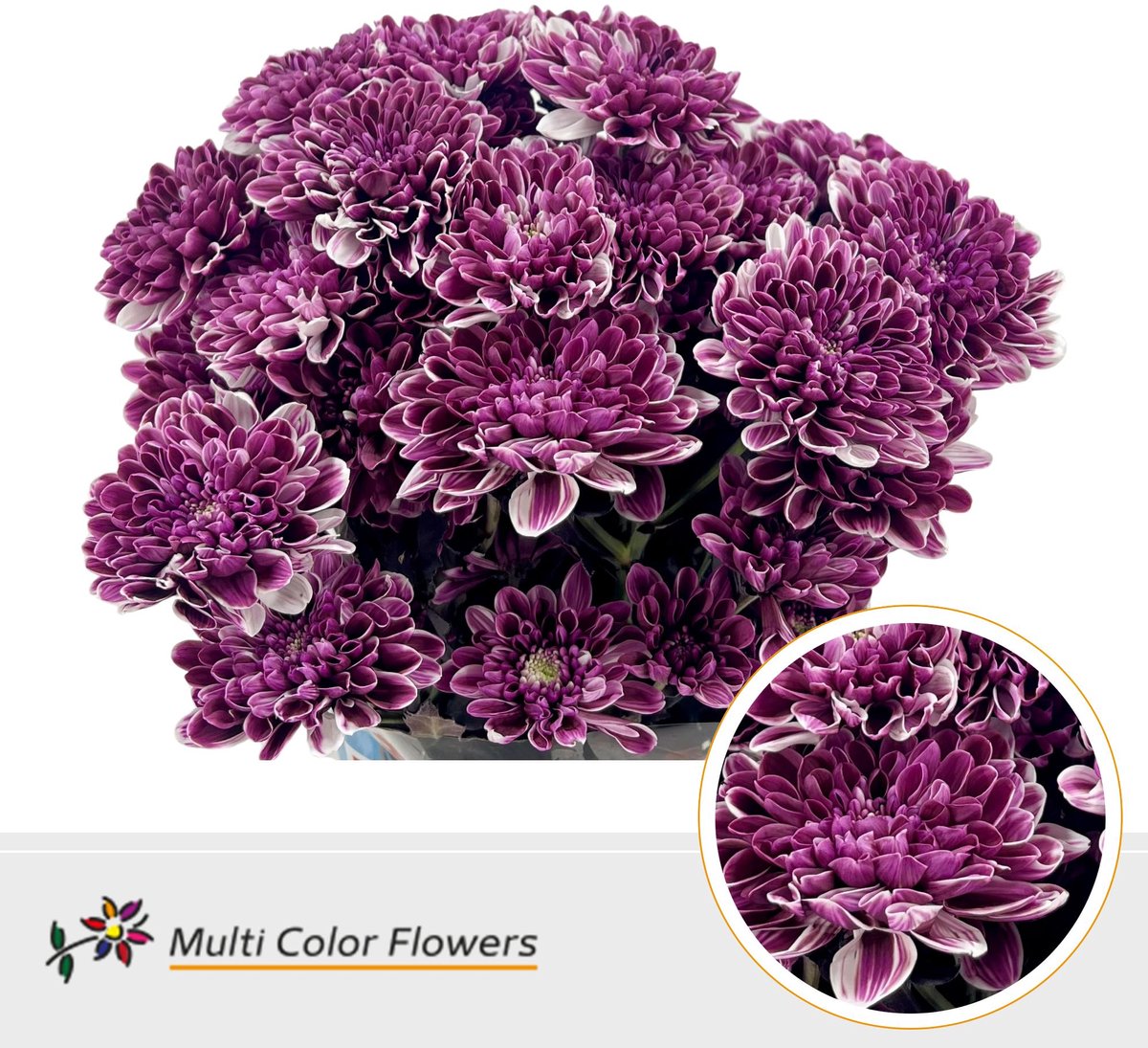 10x Chrysant overig 60cm