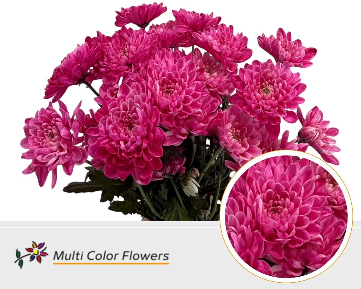 10x Chrysant overig 60cm