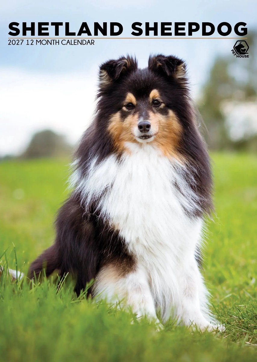 Shetland Sheepdog A3 Kalender 2027