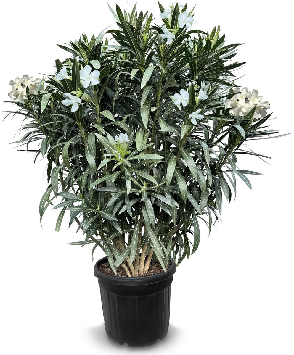 Dailygoods - Oleander plant - Nerium Oleander - Wit - Hoogte 140-160 cm