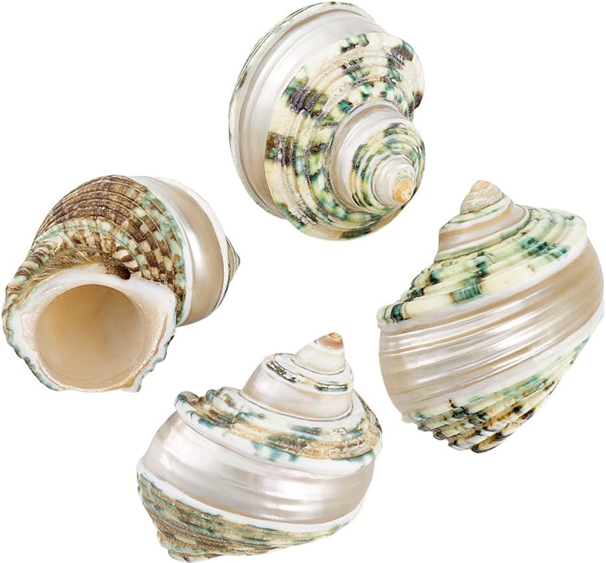 PandaHall 4 stuks heremietkreeft schelpen, 2,1 ~ 5,8 cm, natuurlijke grote zeeschelpen, turboschelpen, opening, mond 1 ~ 1,1 inch, krab zeeschelpen voor aquarium, strand, feest, decoratie