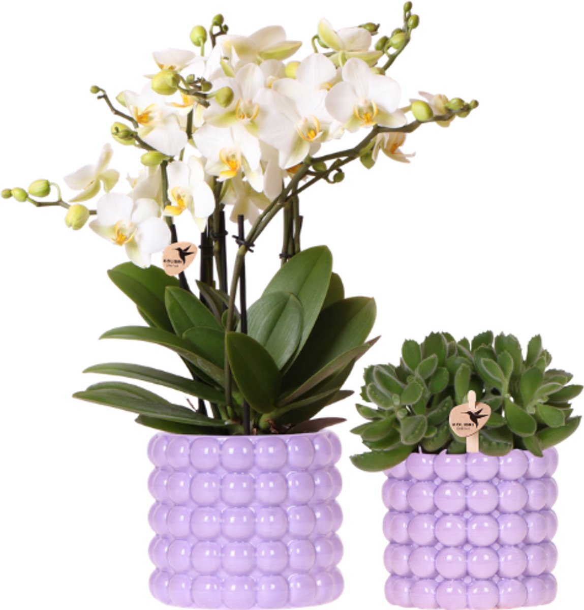 Kolibri Orchids | Plantenset Poppy Paars | Witte Lausanne orchidee 12 cm + groene plant 9 cm incl. sierpotten – vers van de kweker