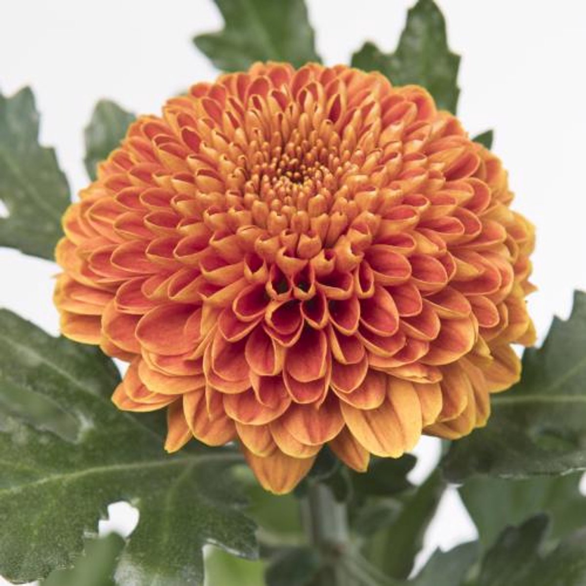 10x Chrysant paladov dark 80cm