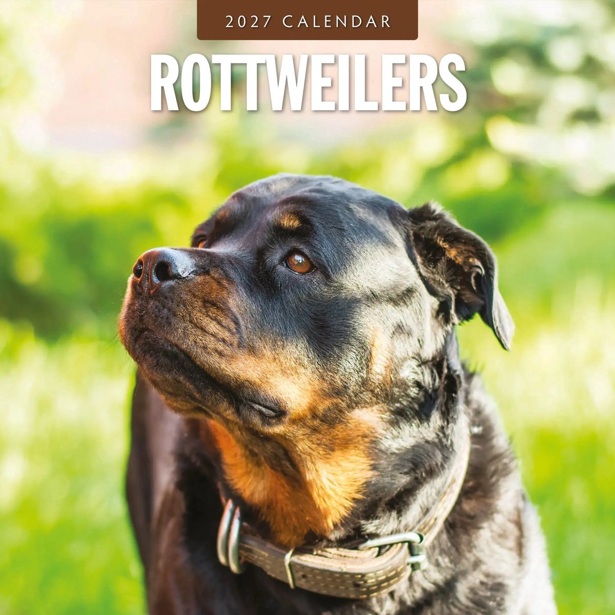 Rottweiler Kalender 2027