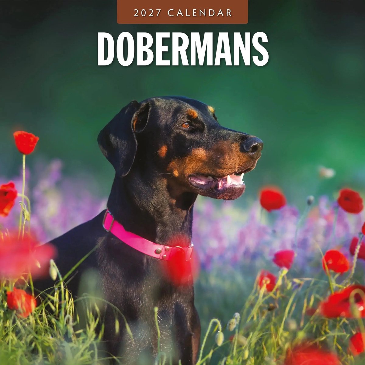 Dobermann Kalender 2027