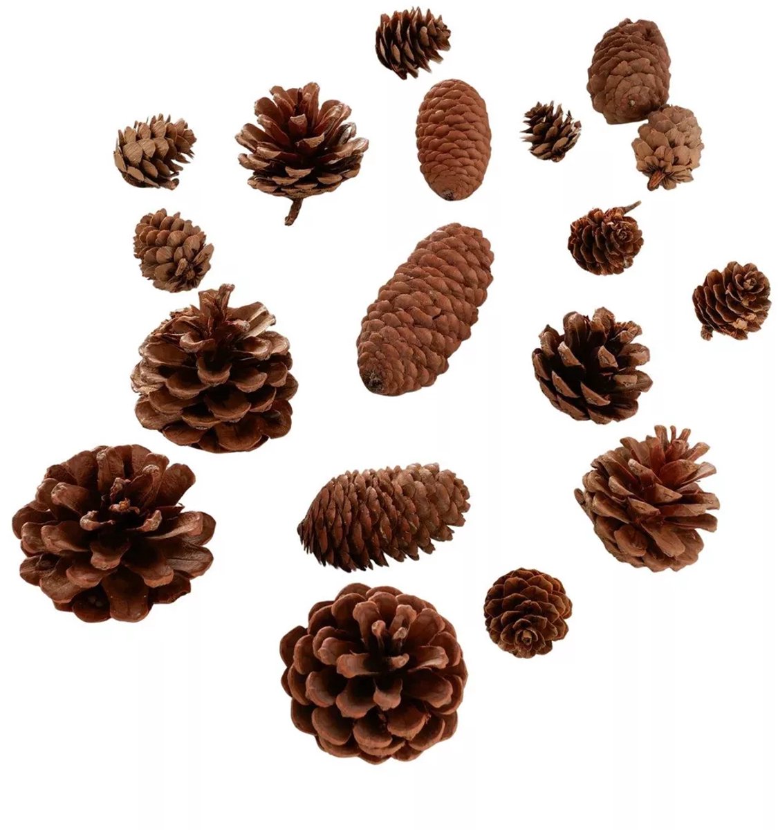 Boltze Home Decoratief strooisel Coney 18-delig met natuurlijke dennenappels