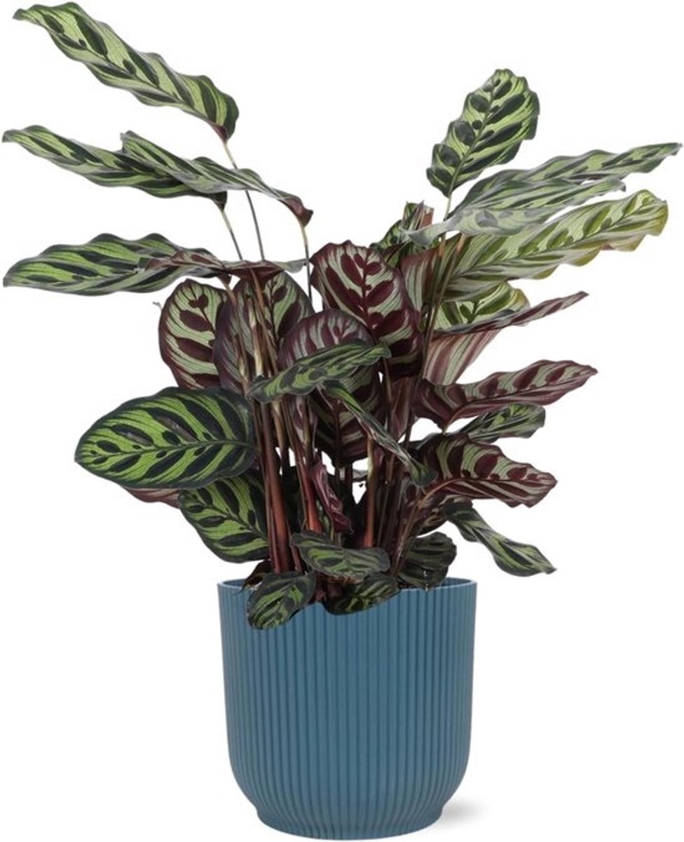 Kamerplant Calathea - Peacock Plant - Interieur Decoratie - Uniek Bladpatroon - Ø21cm 70cm - Antraciet Pot