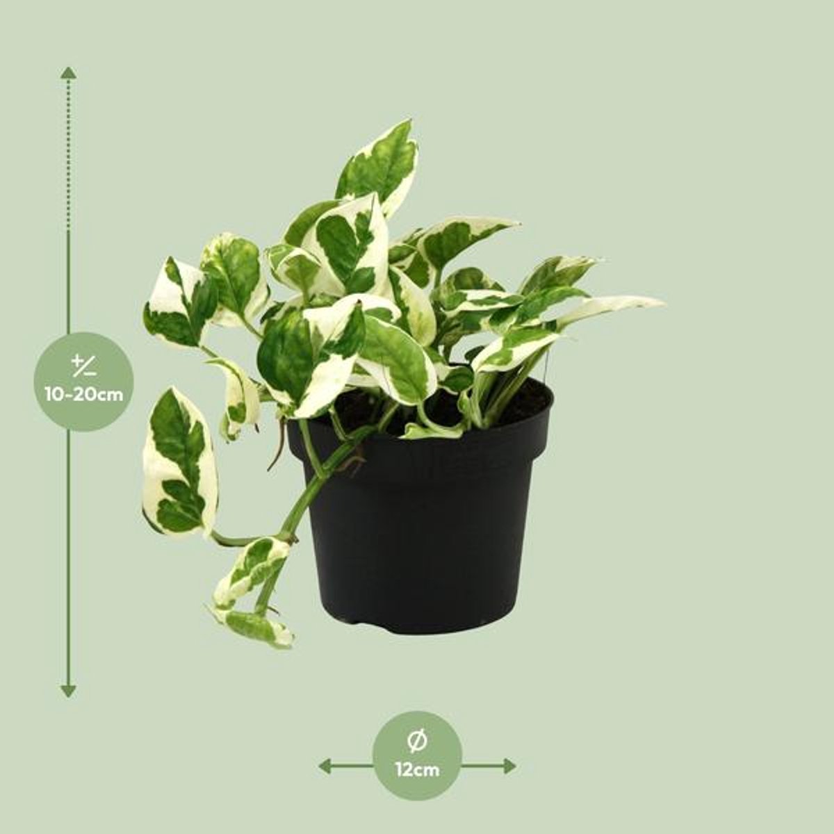 Scindapsus (Epipremnum) N'joy - Ø12cm - 15cm