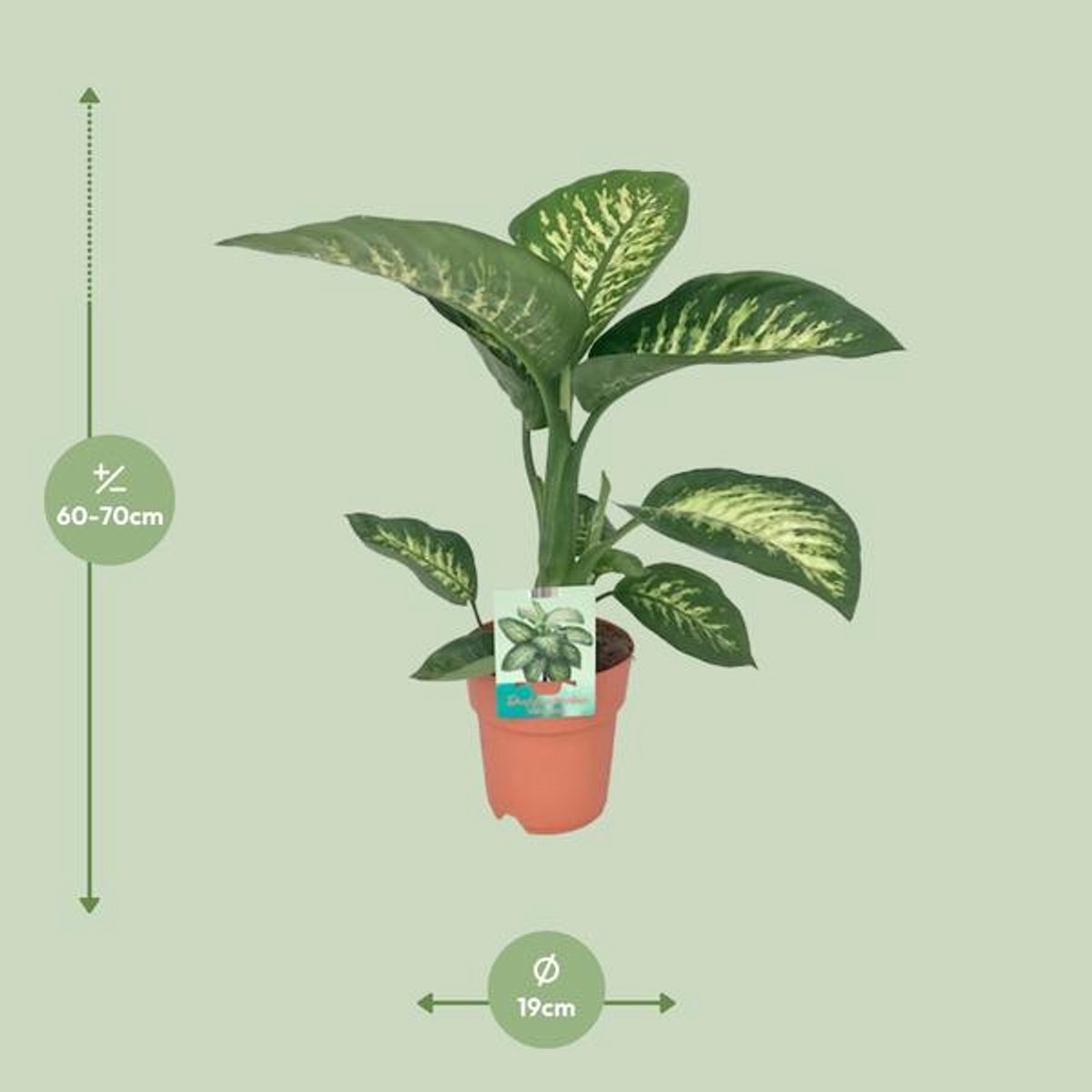 Dieffenbachia Seguine Tropic Snow - Ø19cm - 70cm