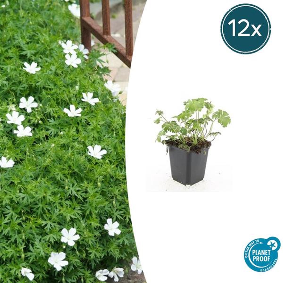 12x Geranium sang. 'Album' - 10-25cm - Ø9cm