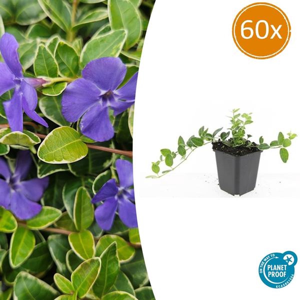 60x Vinca minor 'Ralph Shugert' - 10-25cm - Ø9cm