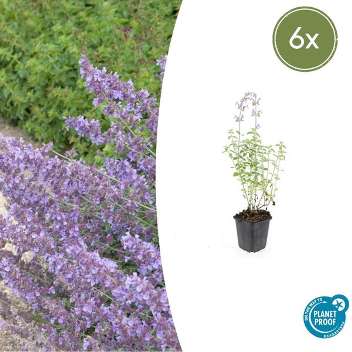 6x Nepeta 'Walker's Low' - 10-25cm - Ø9cm