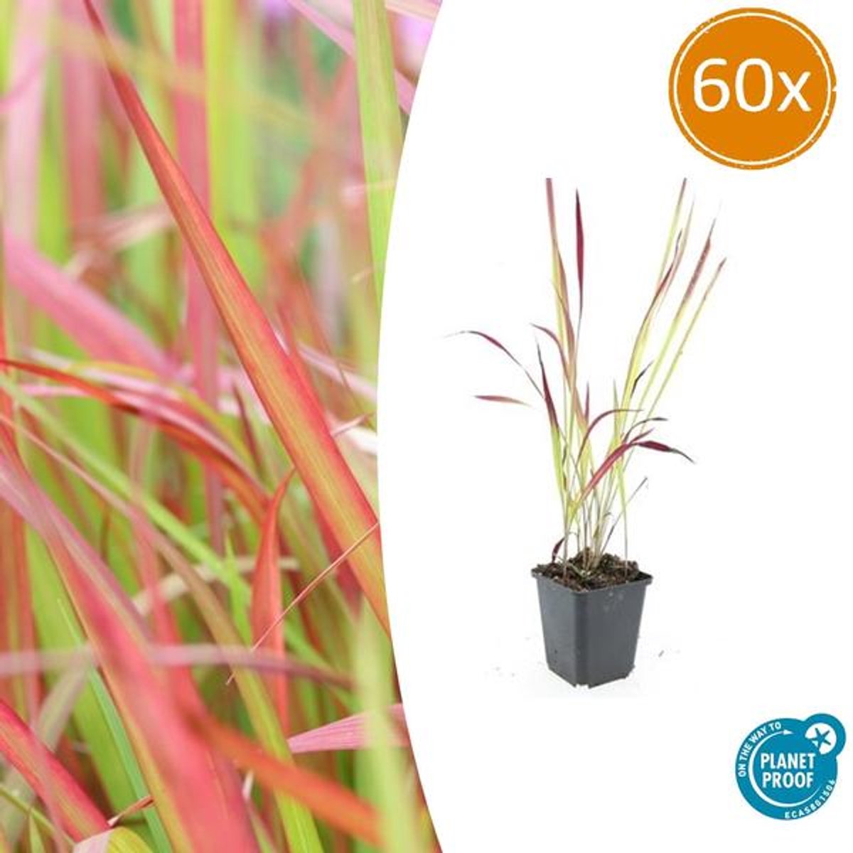 60x Imperata cylindrica 'Red Baron' - 10-25cm - Ø9cm