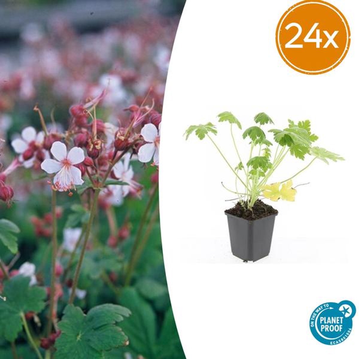 24x Geranium macr. 'Spessart' - 10-25cm - Ø9cm