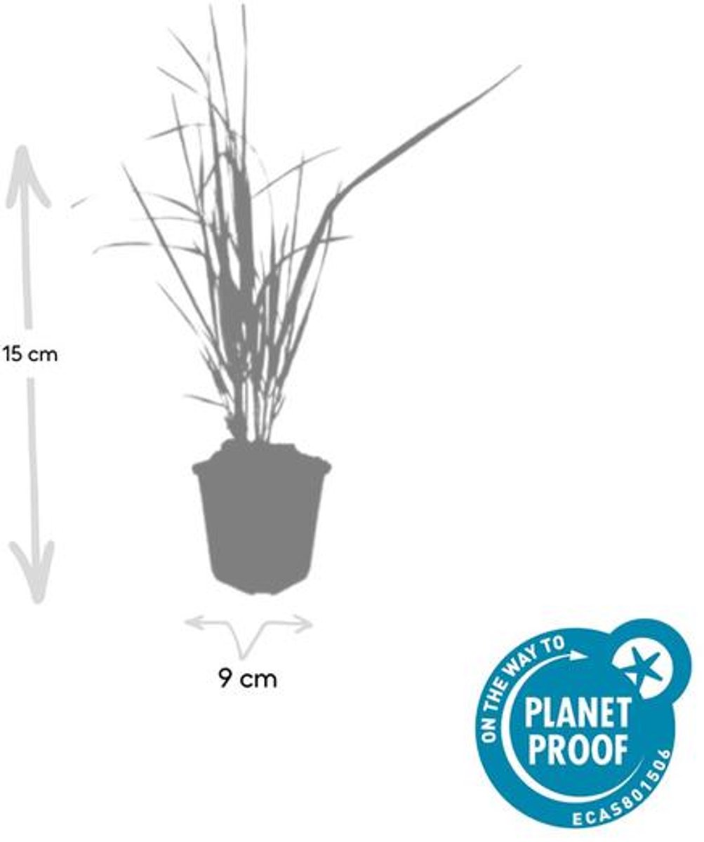 24x Calamagrostis acut. 'Karl Foerster' - 10-25cm - Ø9cm