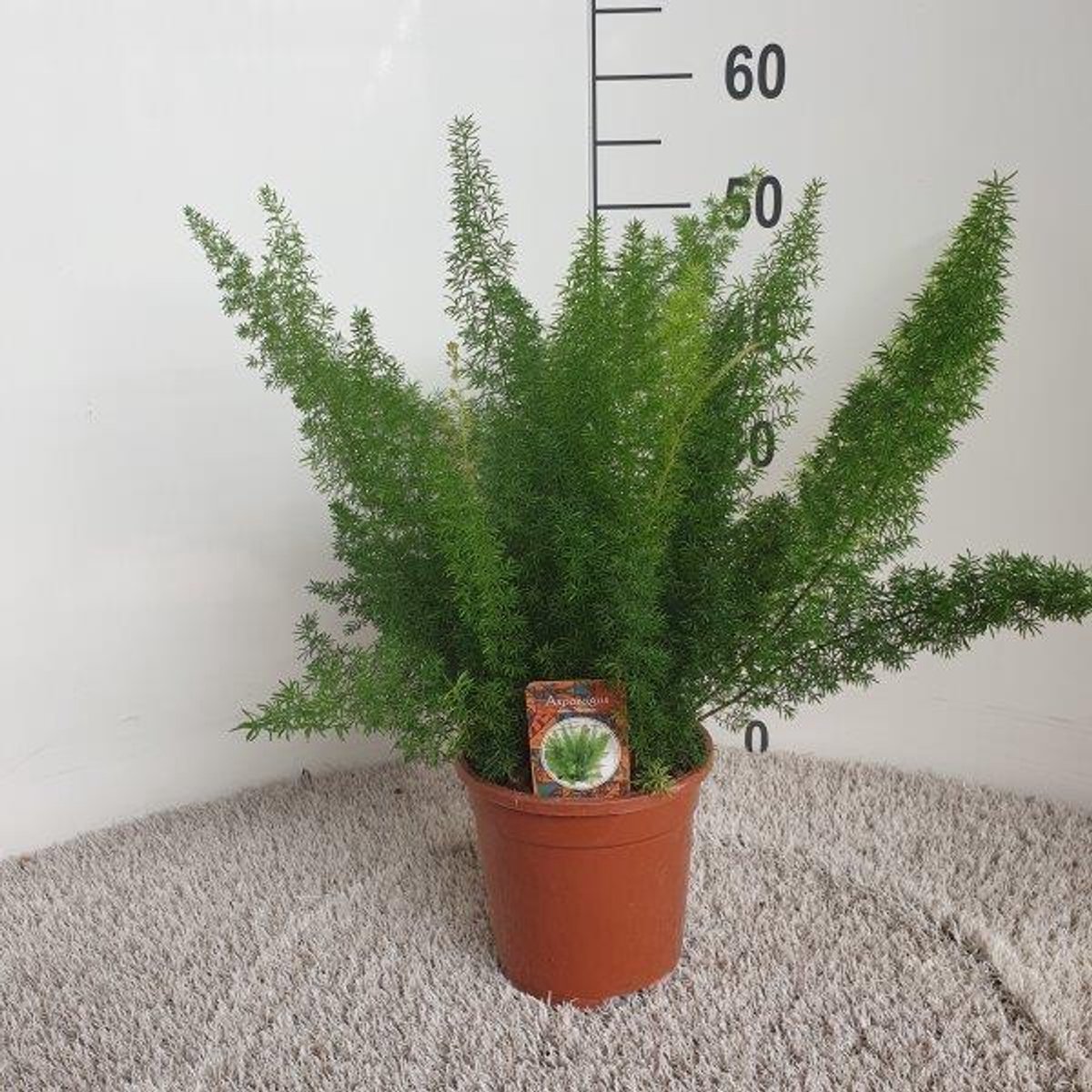 Asparagus D. Meyers - Ø17cm - 50cm
