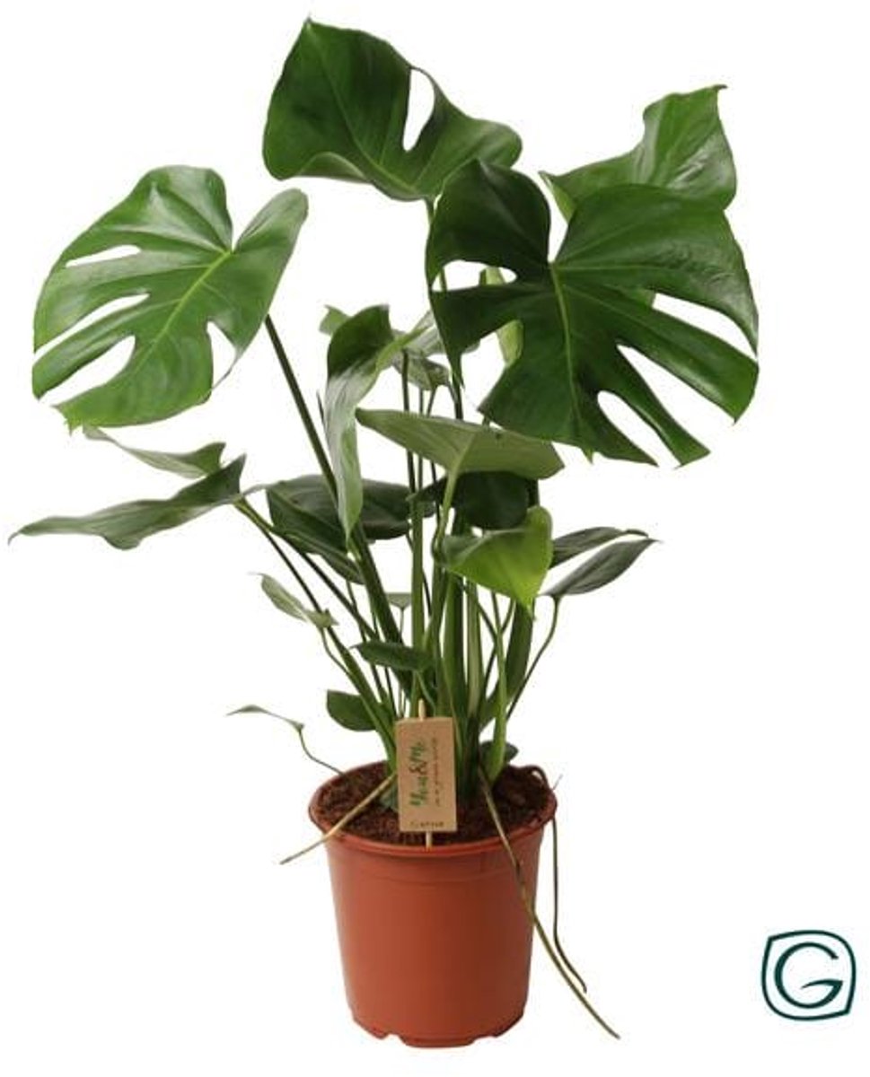 Monstera Deliciosa (Gatenplant) - Ø21cm - 60cm