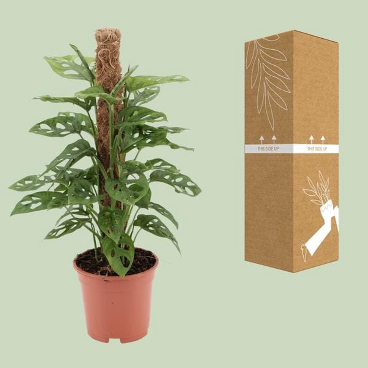 Monstera monkey - Ø17cm - 60cm