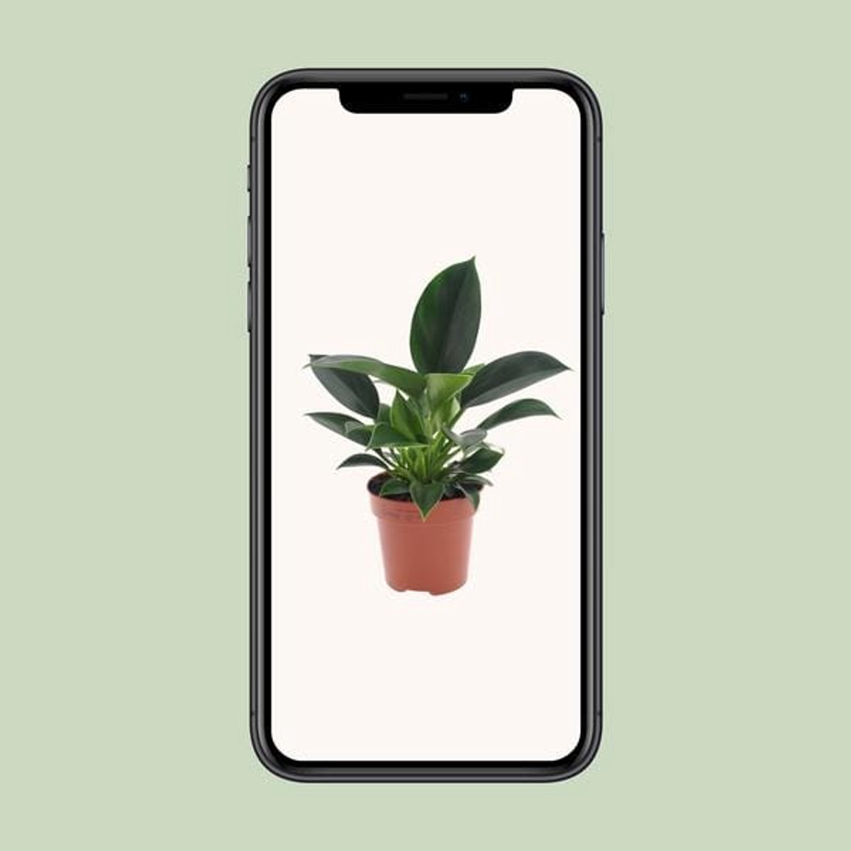 Philodendron Green Princess - Ø12cm - 25cm