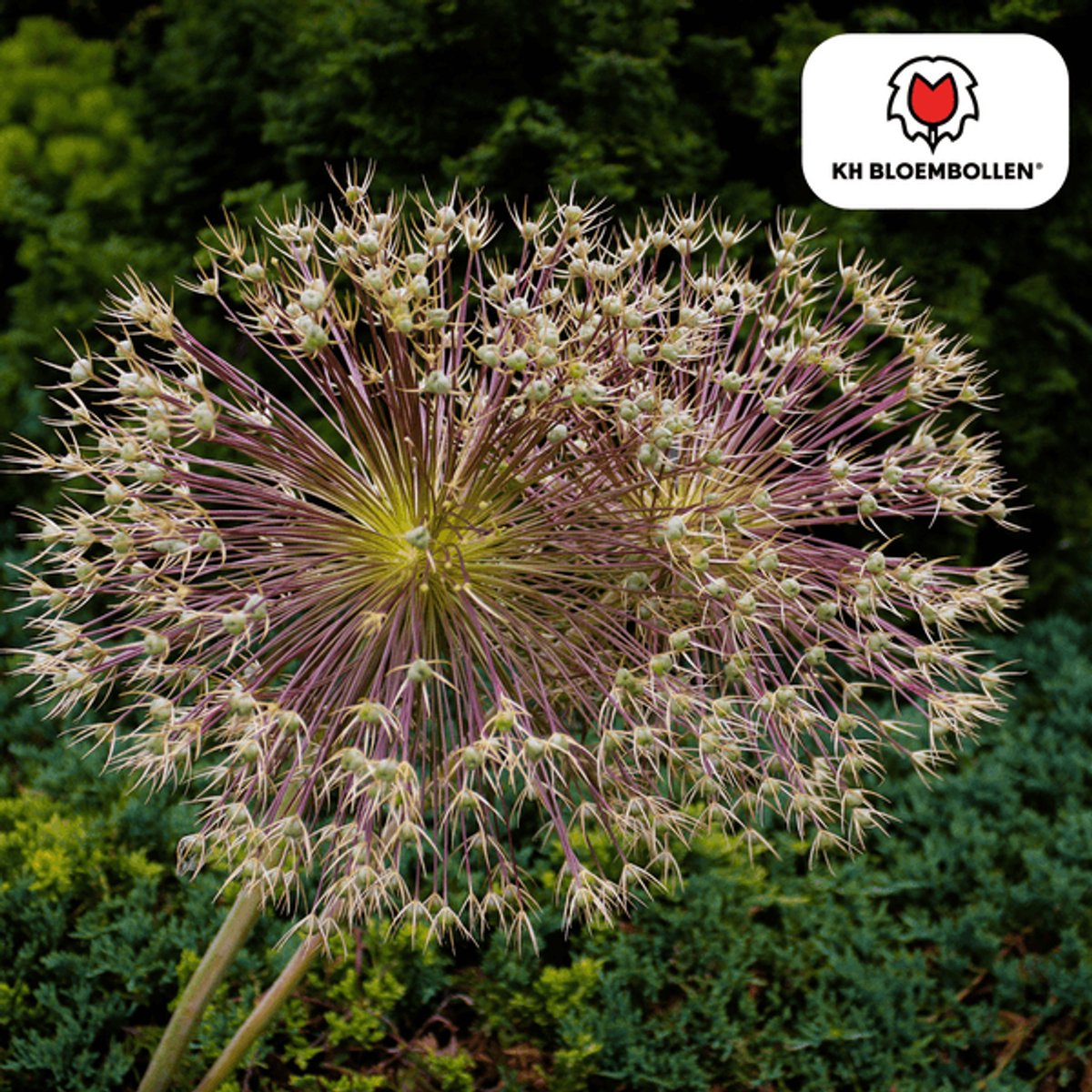allium schubertii 5 stuks