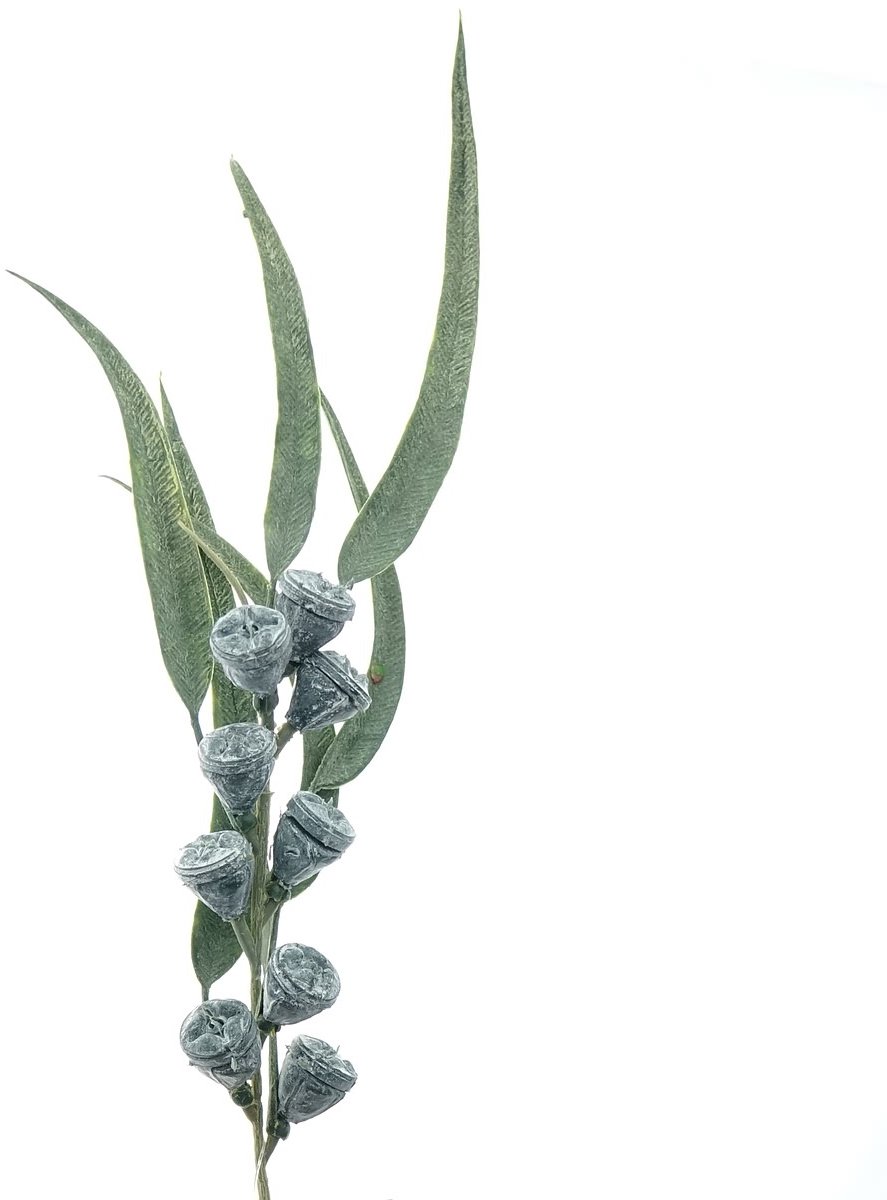 Gasper Eucalyptustak met Vruchten Grijs & Groen 40 cm