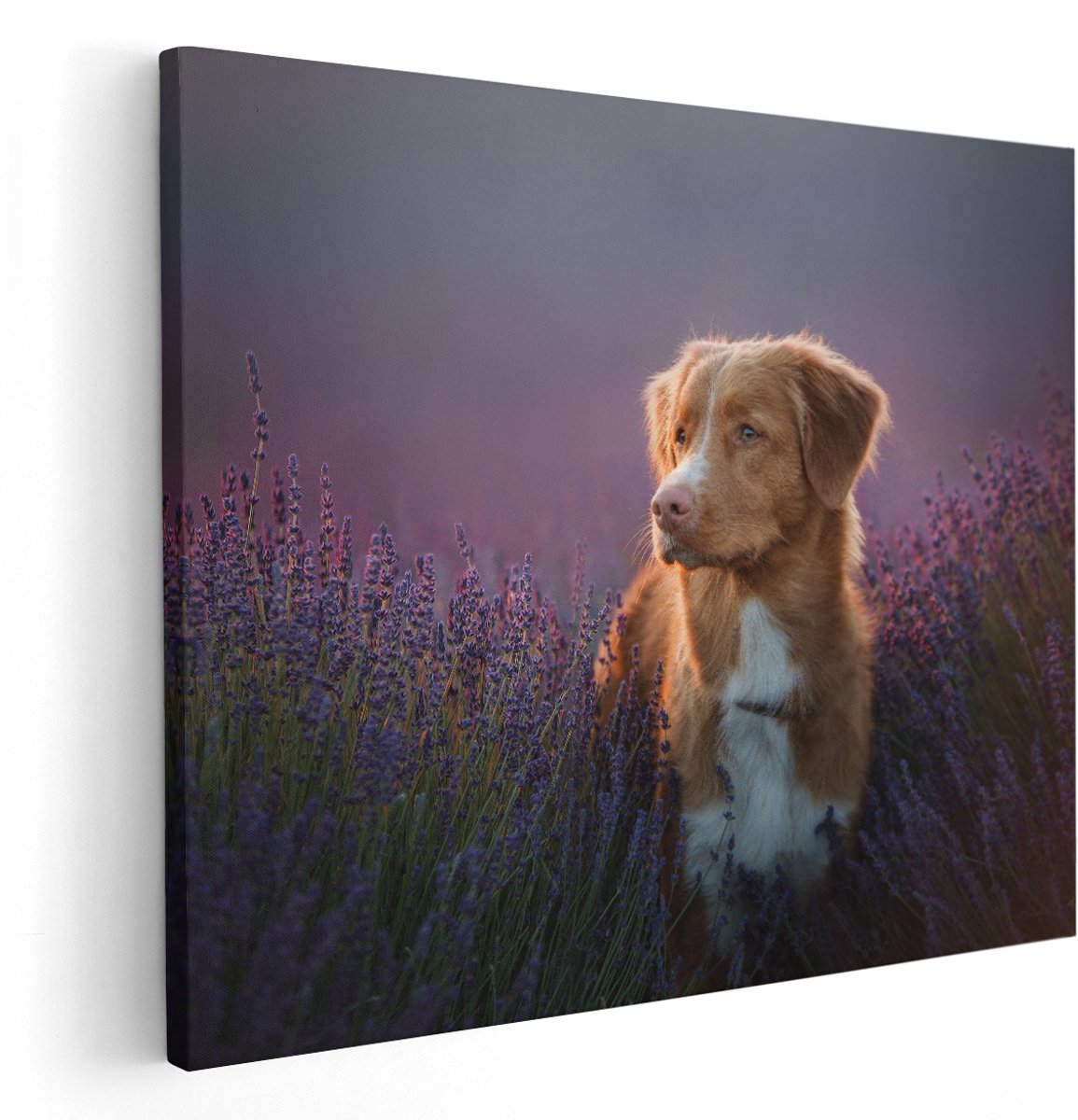 Artaza Canvas Schilderij Retriever Hond Tussen De Lavendel Bloemen - 150x120 cm - Groot - Wanddecoratie Woonkamer - Schilderijen - Muurdecoratie