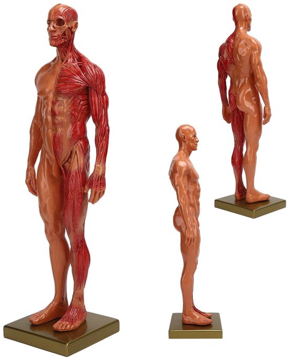 Spiermodel 30 cm - Mannelijk Anatomisch Model - Hars - Skeletstructuur - Sculptuur - Exquise Details