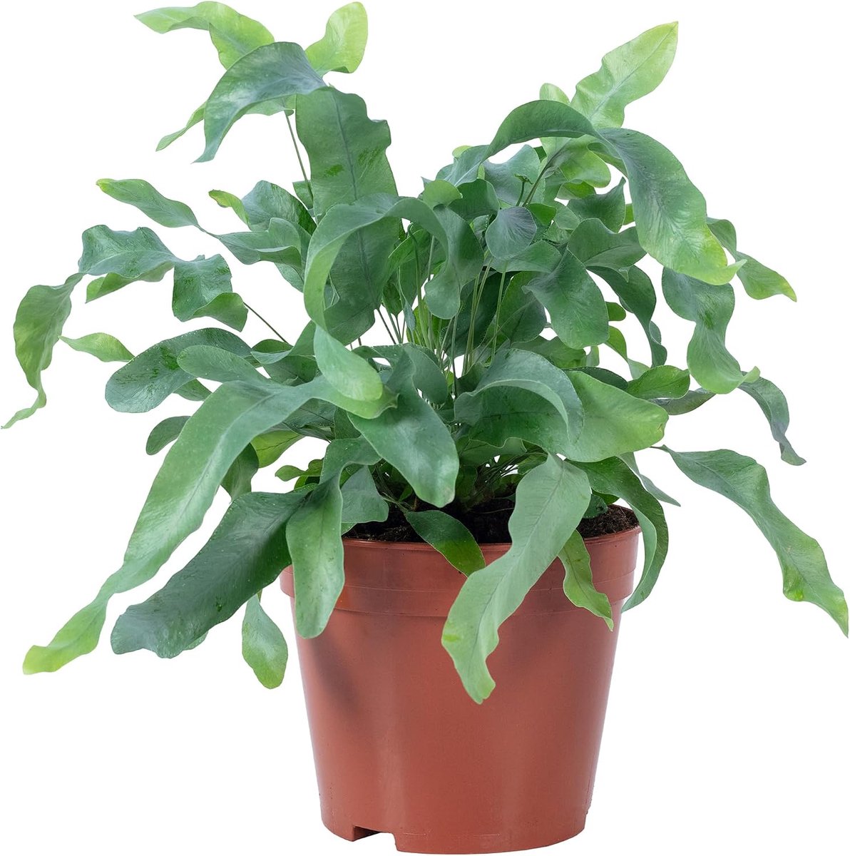 Flebodium aureum 'Blue Star' - hoogte 40 cm - pot Ø 14 cm - lage onderhoudsbehoefte - ideale luchtzuiveraar - ShopVlot