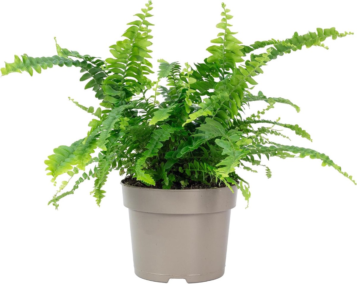 Zwaardvaren 'Green Lady' - hoogte 35 cm - plastic pot Ø 12 cm - gemakkelijke verzorging, perfecte kamerplant - ShopVlot
