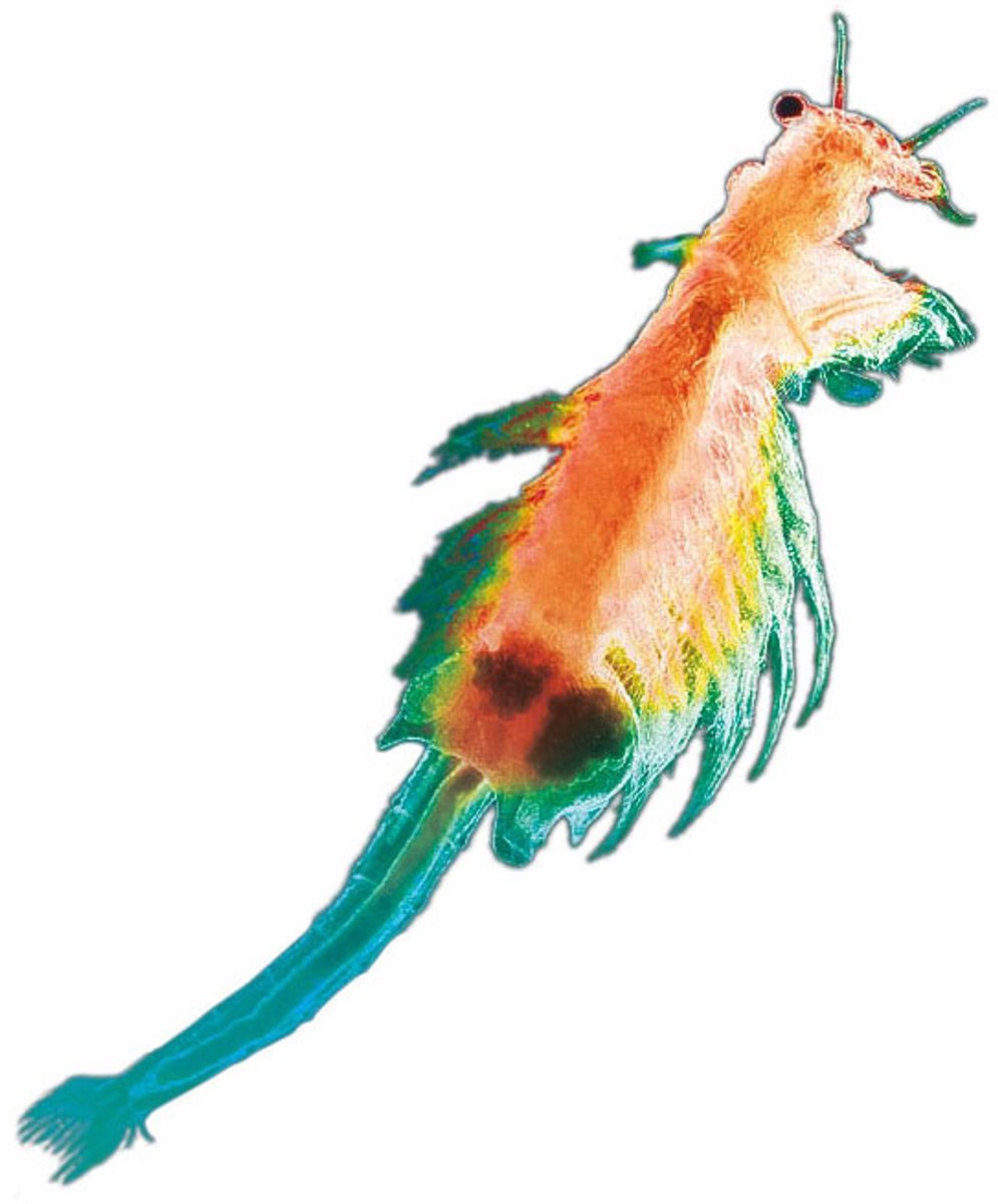 KOSMOS Sea Dogs - Experimenteerset - Kweek Je Eigen Pekelkreeftjes - Ontdek Artemia Uit de Tijd van de Dinosauriërs - Inclusief Vergrootglas - STEM Speelgoed - Vanaf 8 Jaar — afbeelding 8