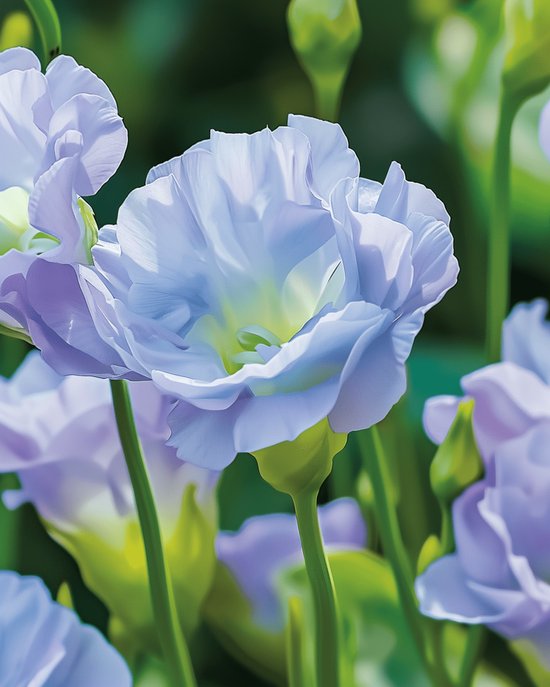 Lisianthus Zaden Sky Blue Eustoma Grandiflorum Eenjarig