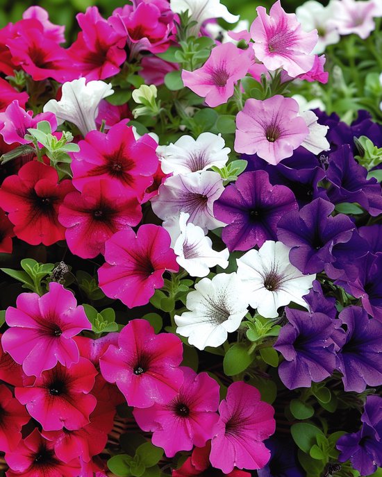 Hangpetunia Zaden Gemengd Petunia Pendula Eenjarig