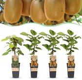Green boutiQ - Fruitplant - Actinidia Weiki & Hayward - Kiwiplant - 1 Mannelijke - 3 Vrouwelijke - Planten - Groen - Pot 15cm - Hoogte 50cm