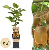 Green boutiQ - Fruitplant - Actinidia deliciosa Hayward - Kiwiplant - Vrouwelijk - Groene Vrucht - 2 Planten - Pot 15cm - Hoogte 50cm