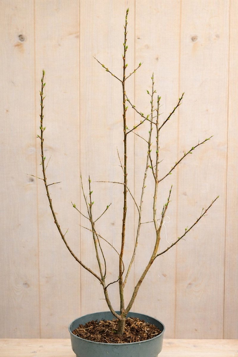 Warentuin natuurlijk - Duindoorn Hippophae rhamnoides Pollmix 90 cm