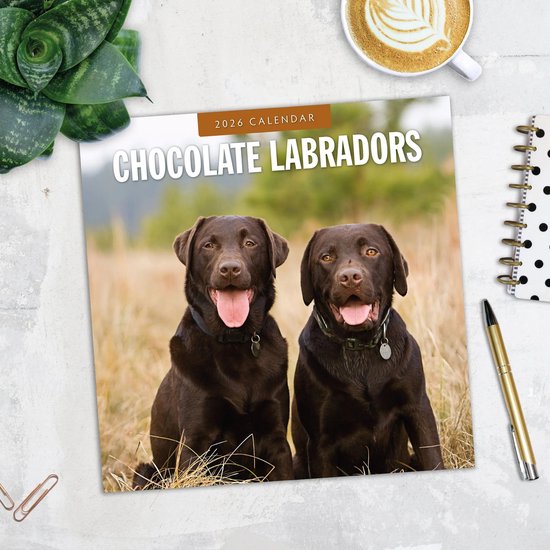 Calendrier 2026 du Labrador Retriever Brun