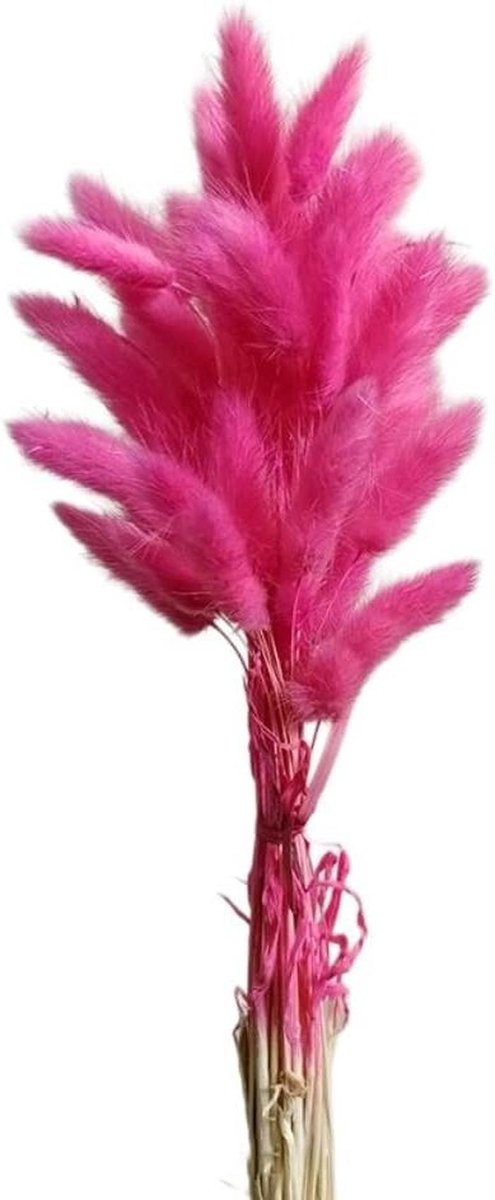 Gedroogd Pampasgras - Droogbloemen Boeket - Decoratie Woonkamer - Natuurlijke Schoonheid -