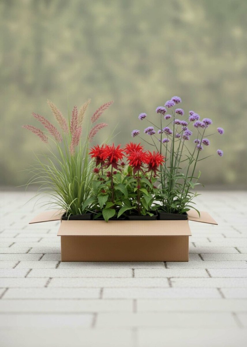 Zonsondergang Mix Borderpakket - 18 st. (3m²) - 6x Chinees riet, 6x Bergamotplant, 6x IJzerhard - Heijnen Planten