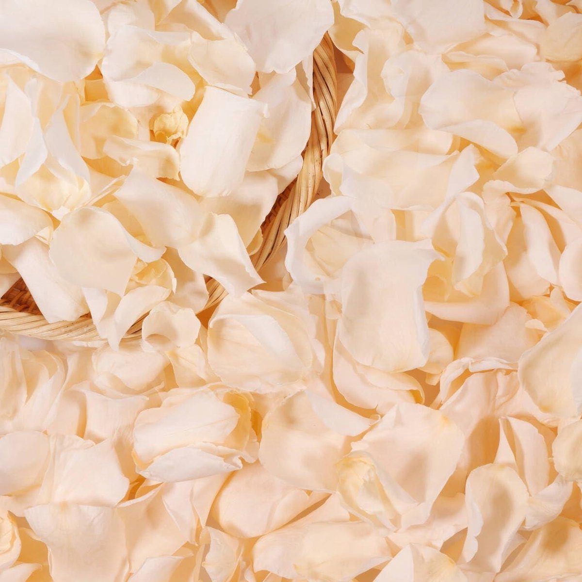 Rozenblaadjes - Gedroogde bloemblaadjes - Decoratie - Natuurlijk - 50 g - Champagne