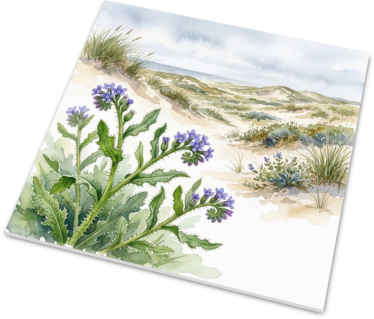 Tegeltje met scherpkruid Asperugo procumbens in zonnig duinlandschap - Glanzend wandtegelt