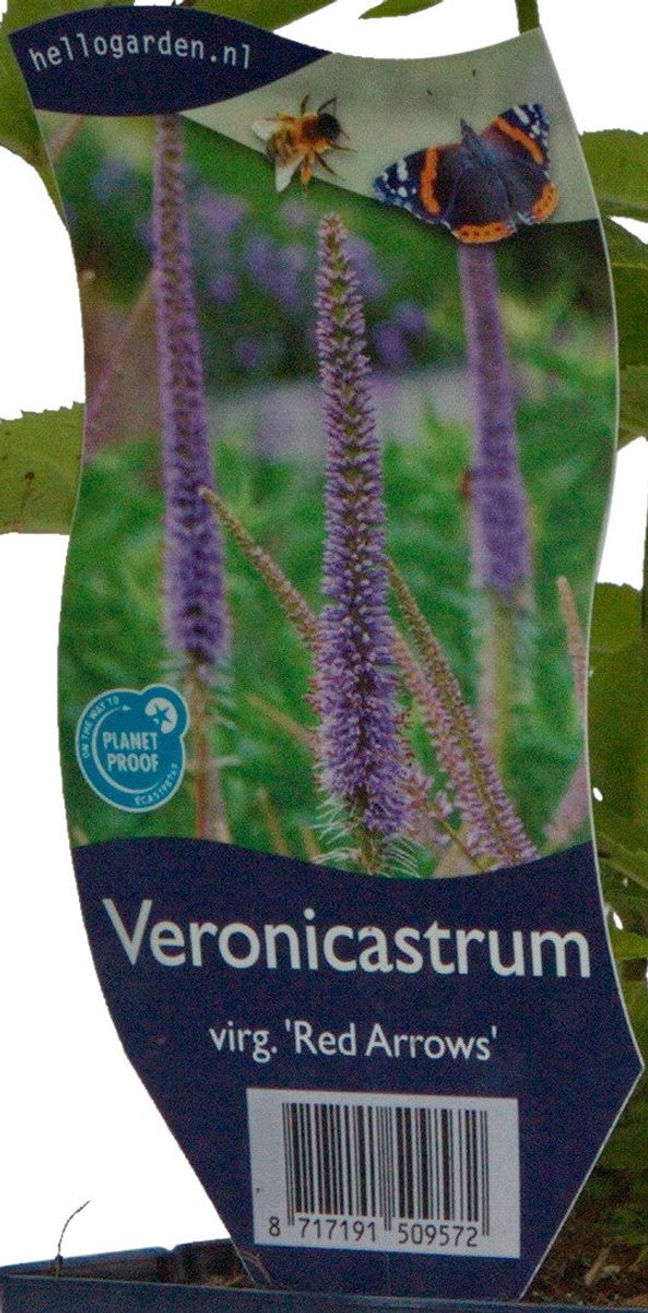 Griffioen - Veronicastrum virg. 'Red Arrows'
